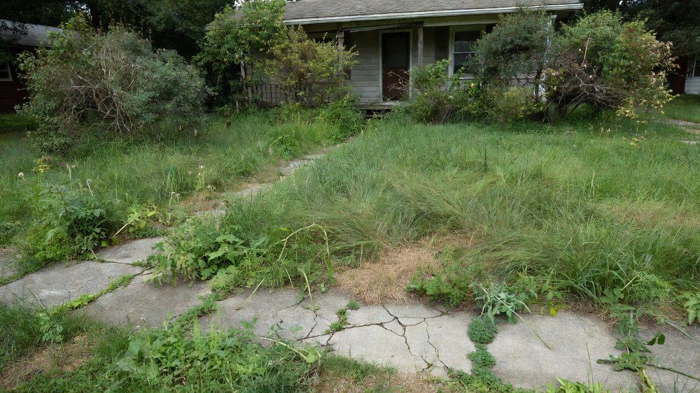 Front yard with tall unmowed grass, weeds along the sidewalk and untrimmed bushes