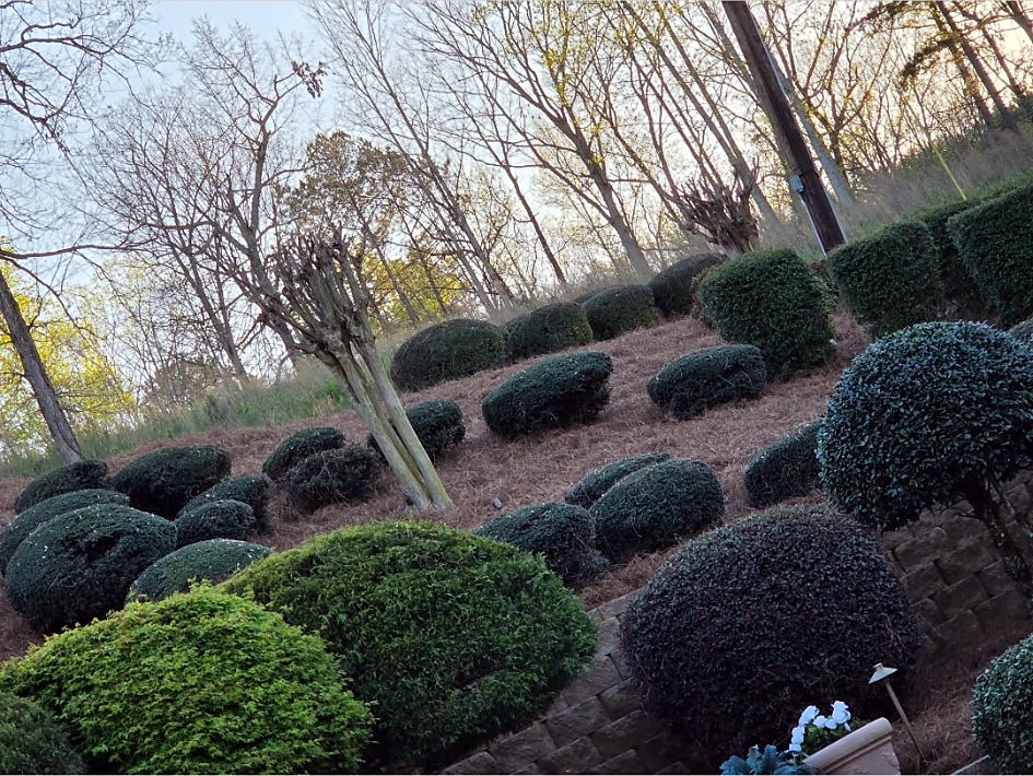 Hillside of rounded holly shrubs with pine straw and a stone wall