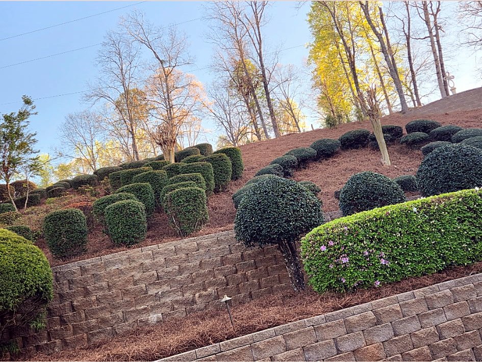 Terraced hillside with rounded shrubs and pine straw above a stone retaining wall