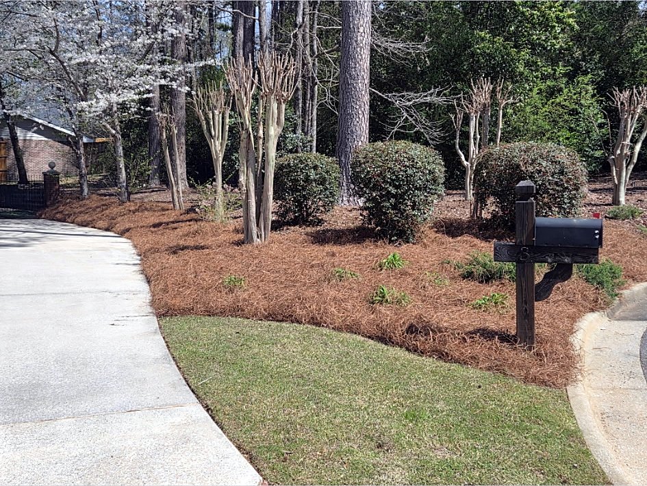 Driveway edge with a pine straw bed, pruned crepe myrtles and a black mailbox
