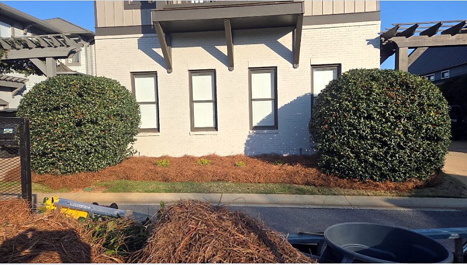 Two large rounded holly shrubs in front of a white brick house with a pine straw bed