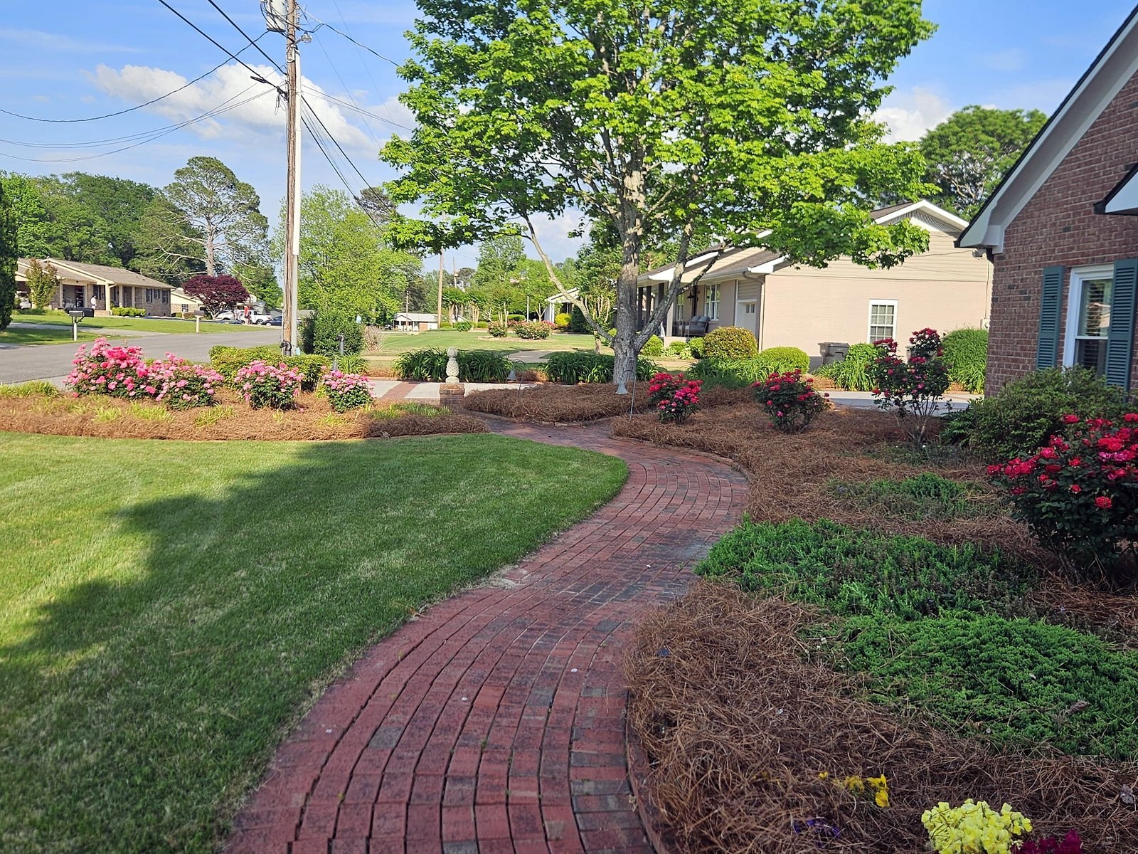 Curved brick walkway between a green lawn and pine straw beds with blooming pink and red roses