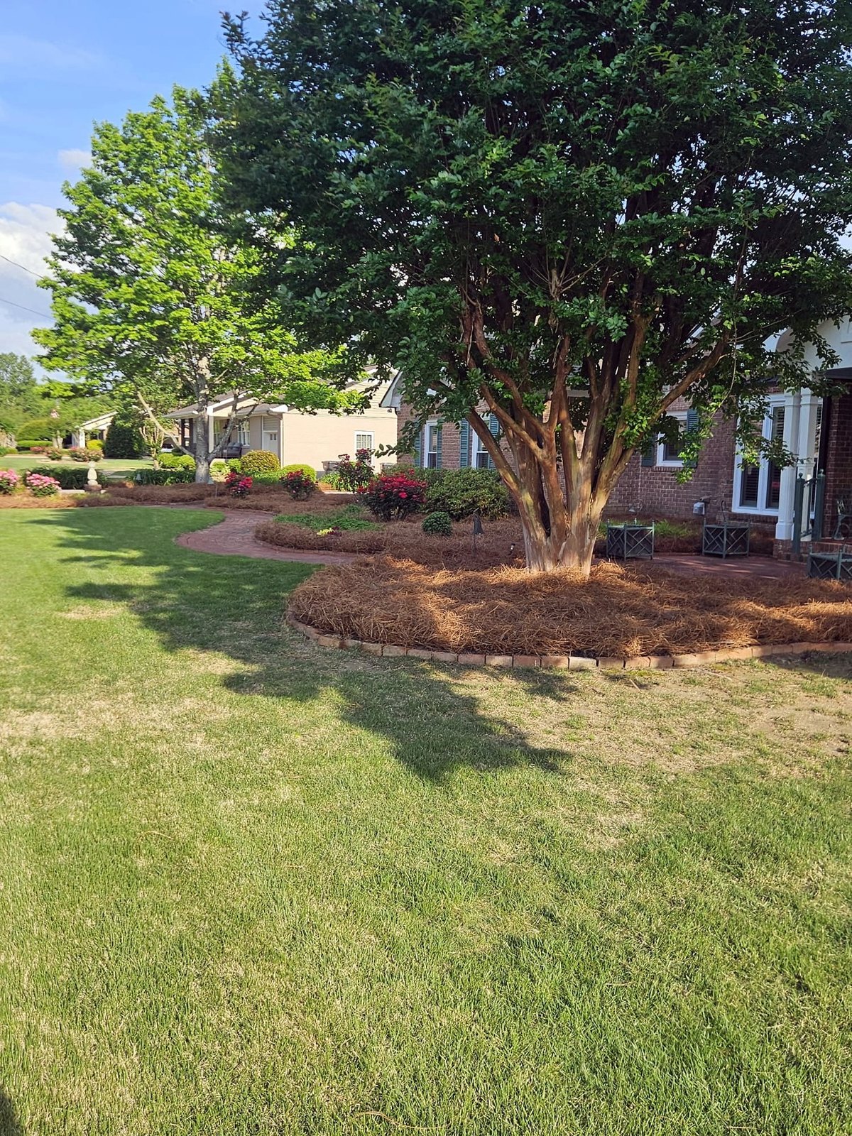 Crepe myrtle in a round pine straw bed with brick edging on a mowed lawn