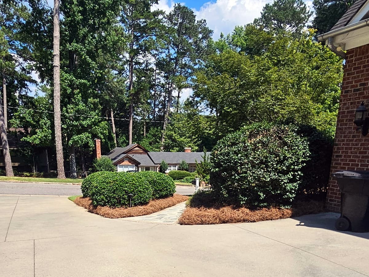 Rounded shrubs in a pine straw island beside a concrete driveway