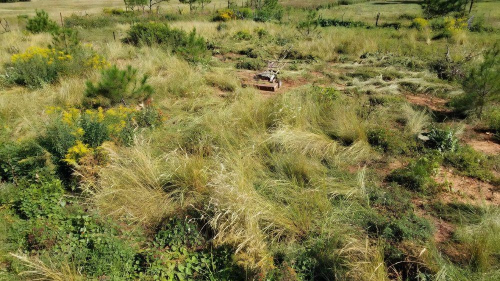 Lot with tall overgrown grass and brush before clearing