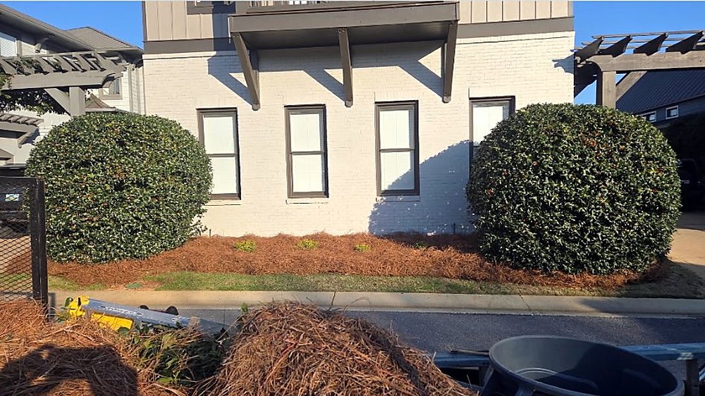 Two large holly shrubs rounded and trimmed in front of a white brick house — a Garcia job