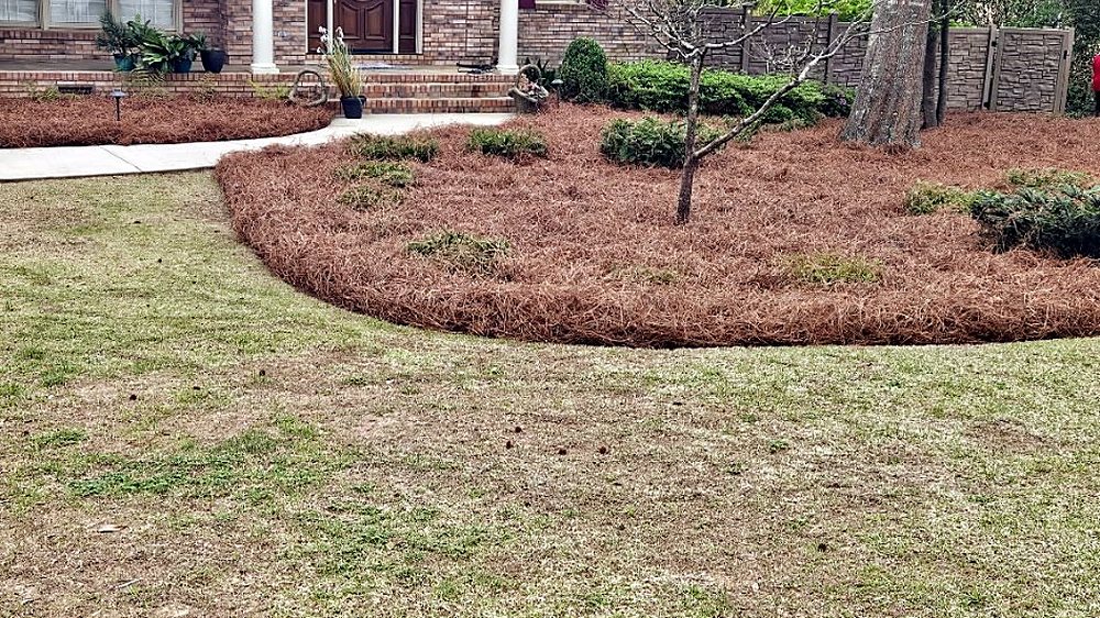 Curved island bed dressed in fresh pine straw with the lawn edged up to it — a Garcia job